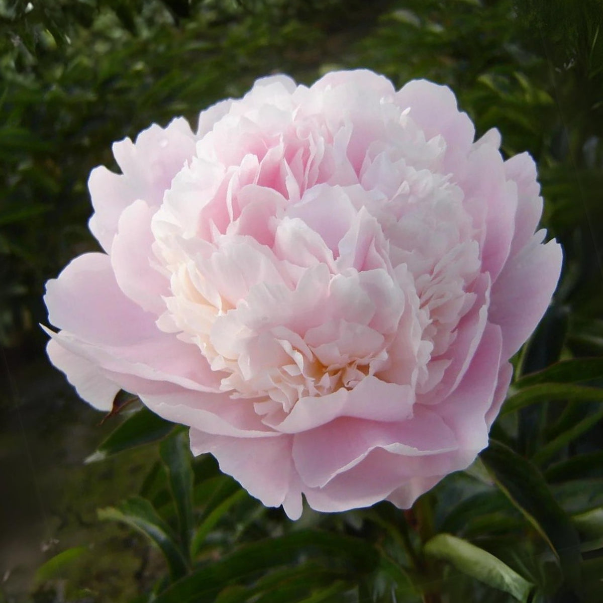 10+ Rare Seeds - Alertie Peony Seeds (Paeonia, Herbaceous Peony)