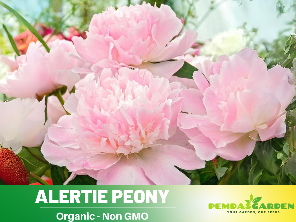 10+ Rare Seeds| Alertie Peony Seeds #B014