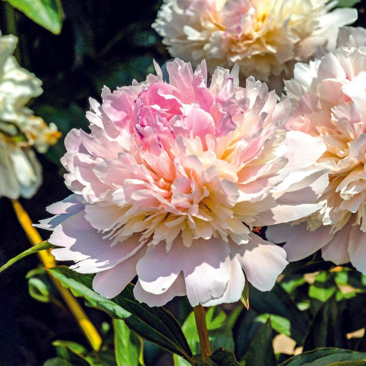10+ Rare Seeds - Alertie Peony Seeds (Paeonia, Herbaceous Peony)