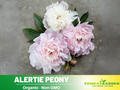 10+ Rare Seeds| Alertie Peony Seeds (Paeonia, Herbaceous Peony) – Double Blooms, Vibrant Garden Blooms, Romantic Perennial Blooms for Cottage Garden, Fragrant Cut Flowers, Easy to Grow#B014