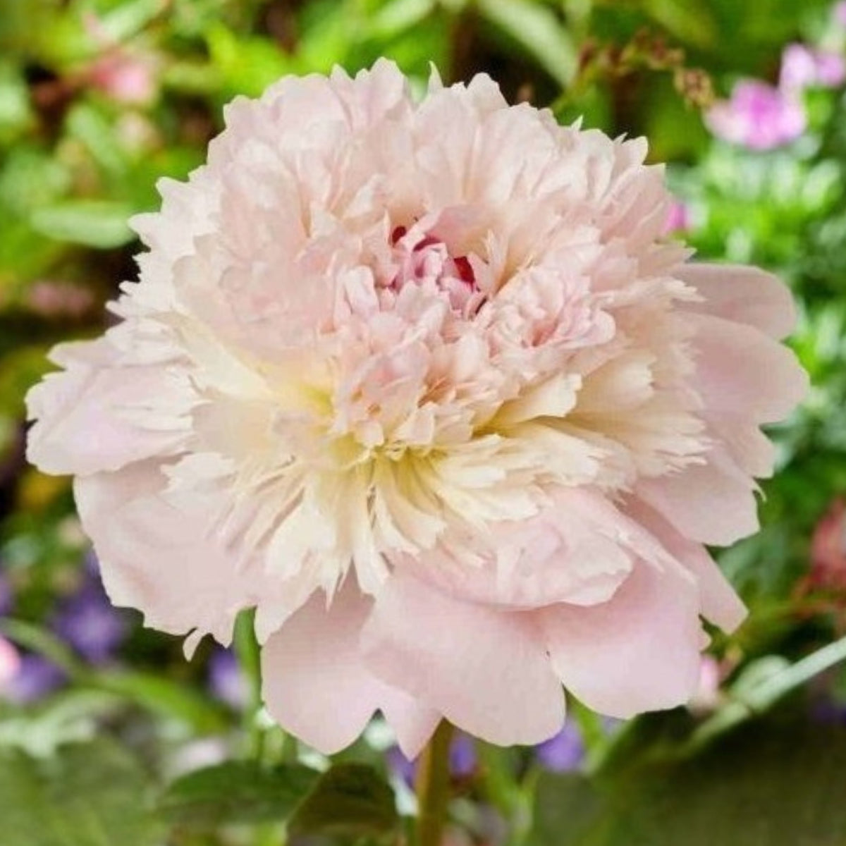 10+ Rare Seeds - Alertie Peony Seeds (Paeonia, Herbaceous Peony)