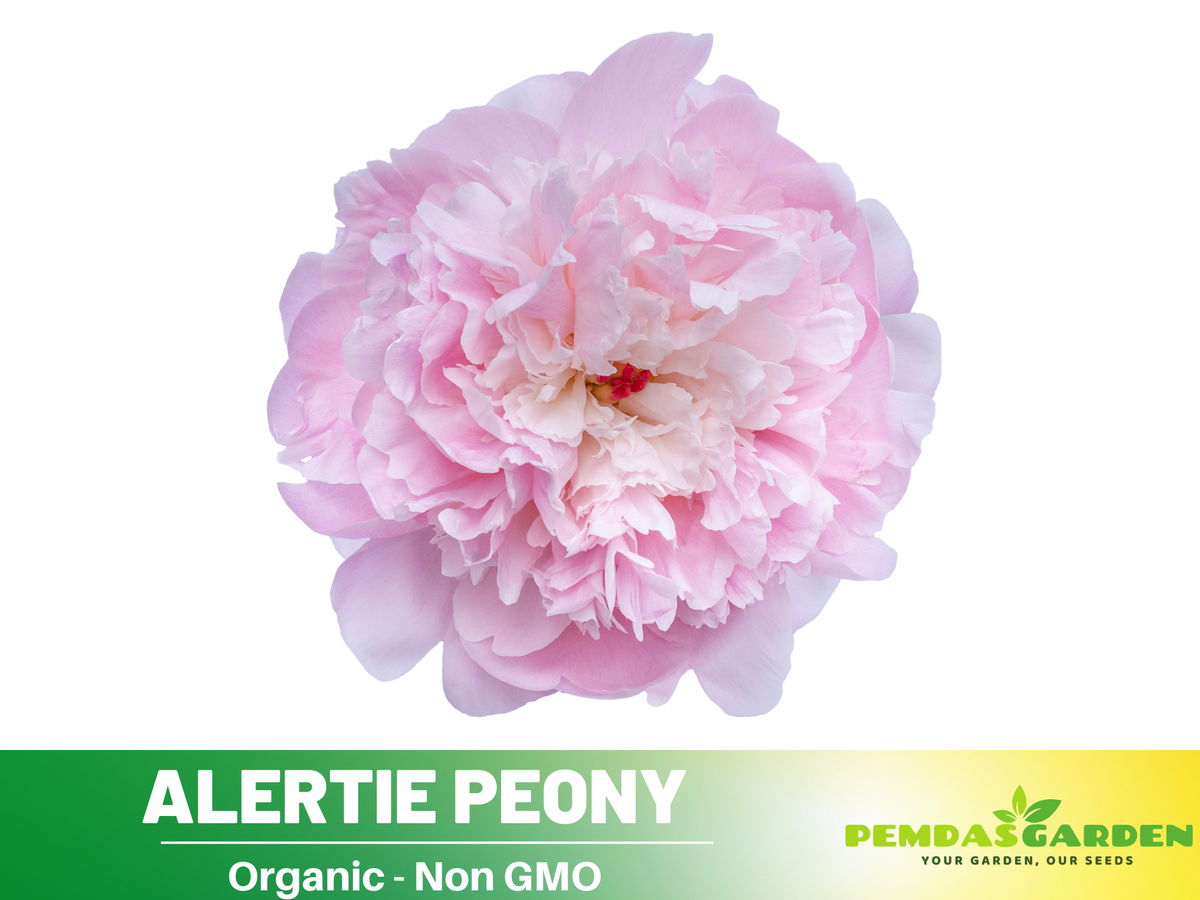 10+ Rare Seeds| Alertie Peony Seeds #B014