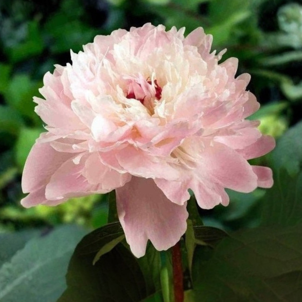 10+ Rare Seeds - Alertie Peony Seeds (Paeonia, Herbaceous Peony)