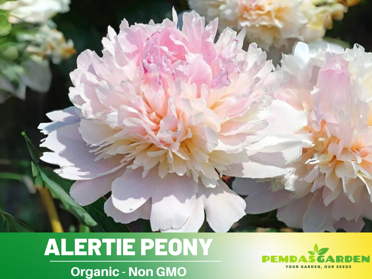 10+ Rare Seeds| Alertie Peony Seeds #B014