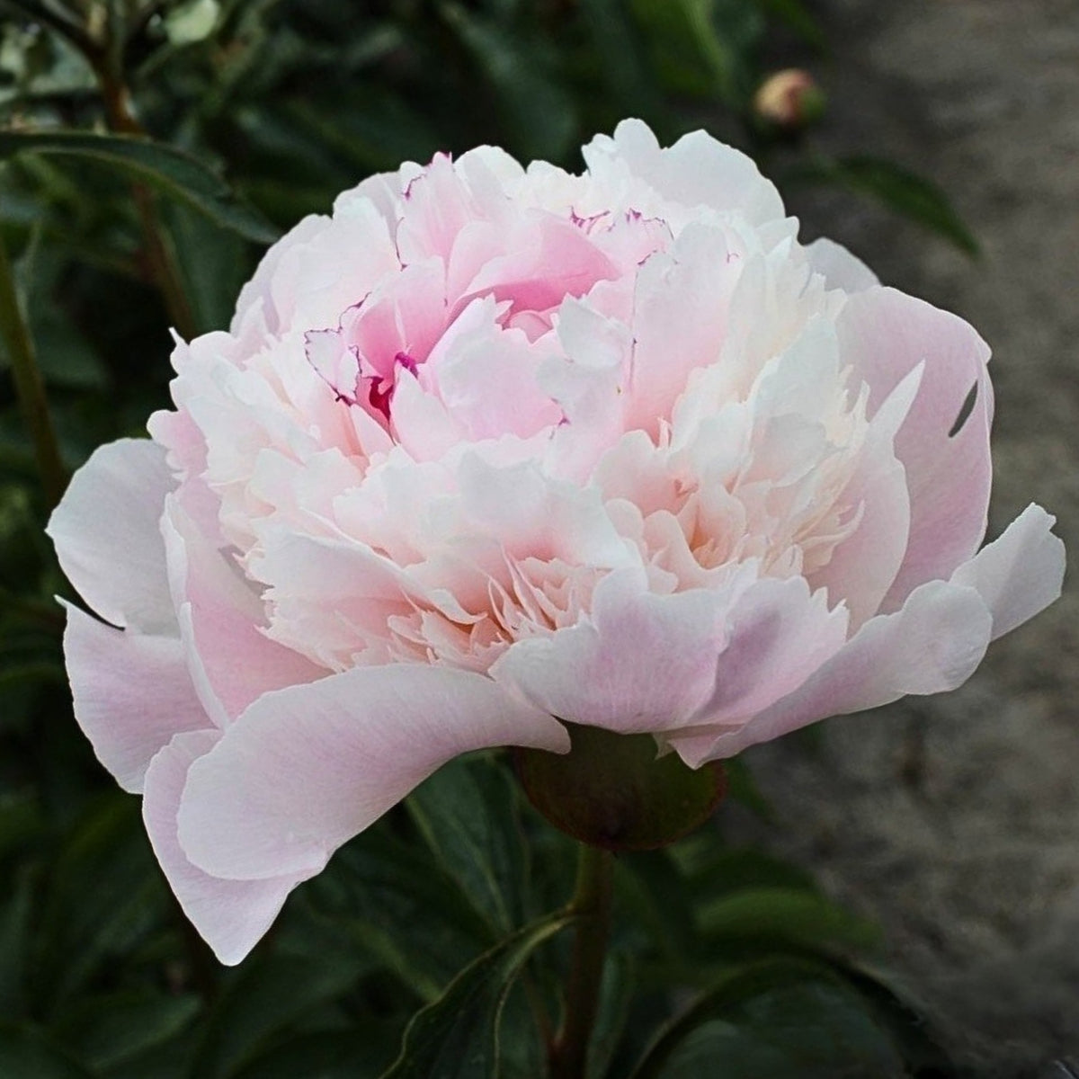 10+ Rare Seeds - Alertie Peony Seeds (Paeonia, Herbaceous Peony)