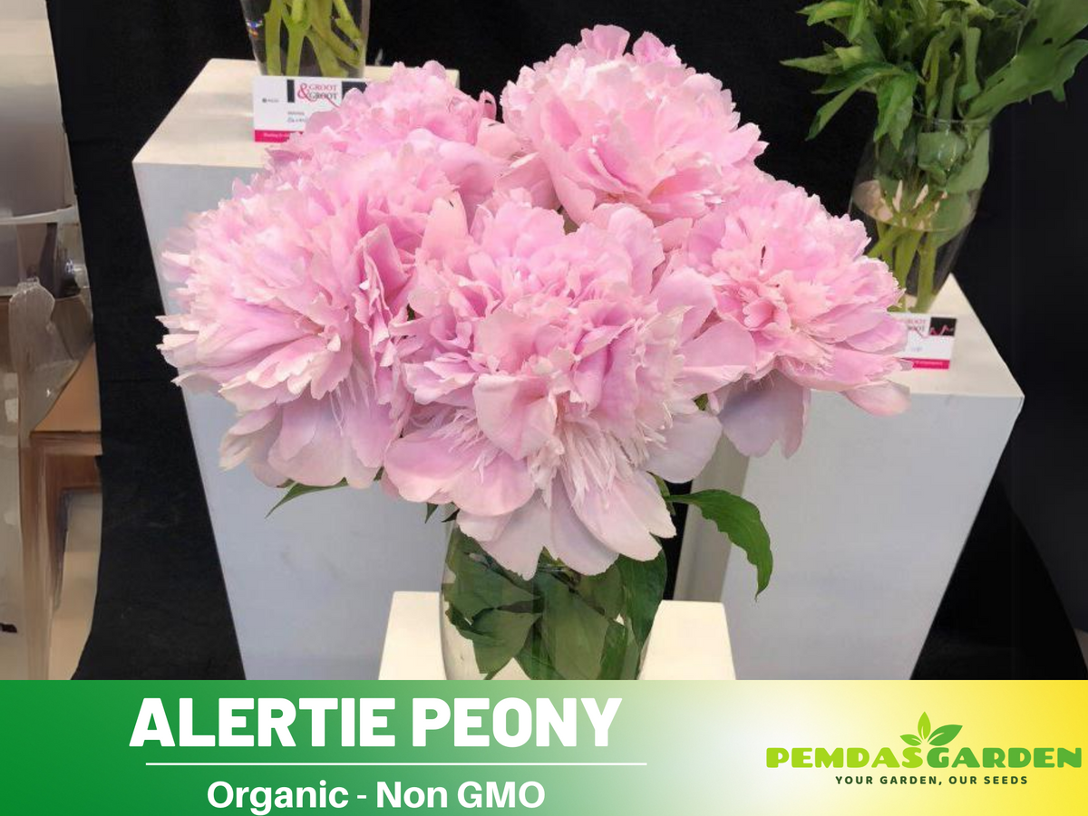 10+ Rare Seeds| Alertie Peony Seeds #B014