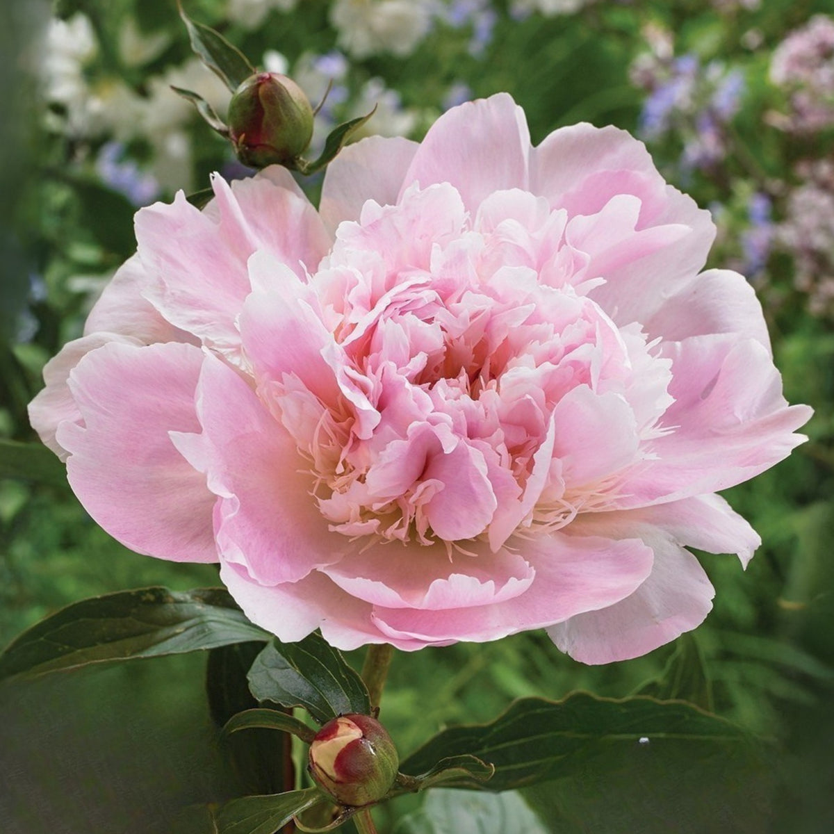 10+ Rare Seeds - Alertie Peony Seeds (Paeonia, Herbaceous Peony)