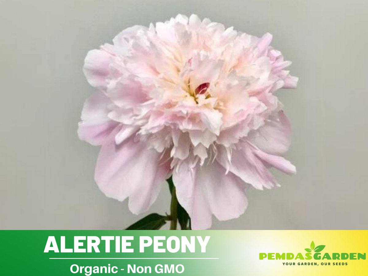 10+ Rare Seeds| Alertie Peony Seeds #B014