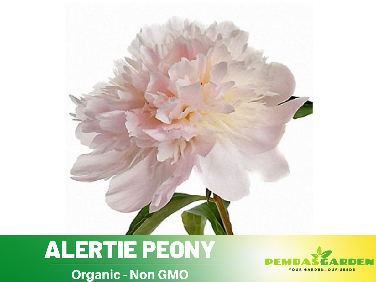 10+ Rare Seeds| Alertie Peony Seeds #B014