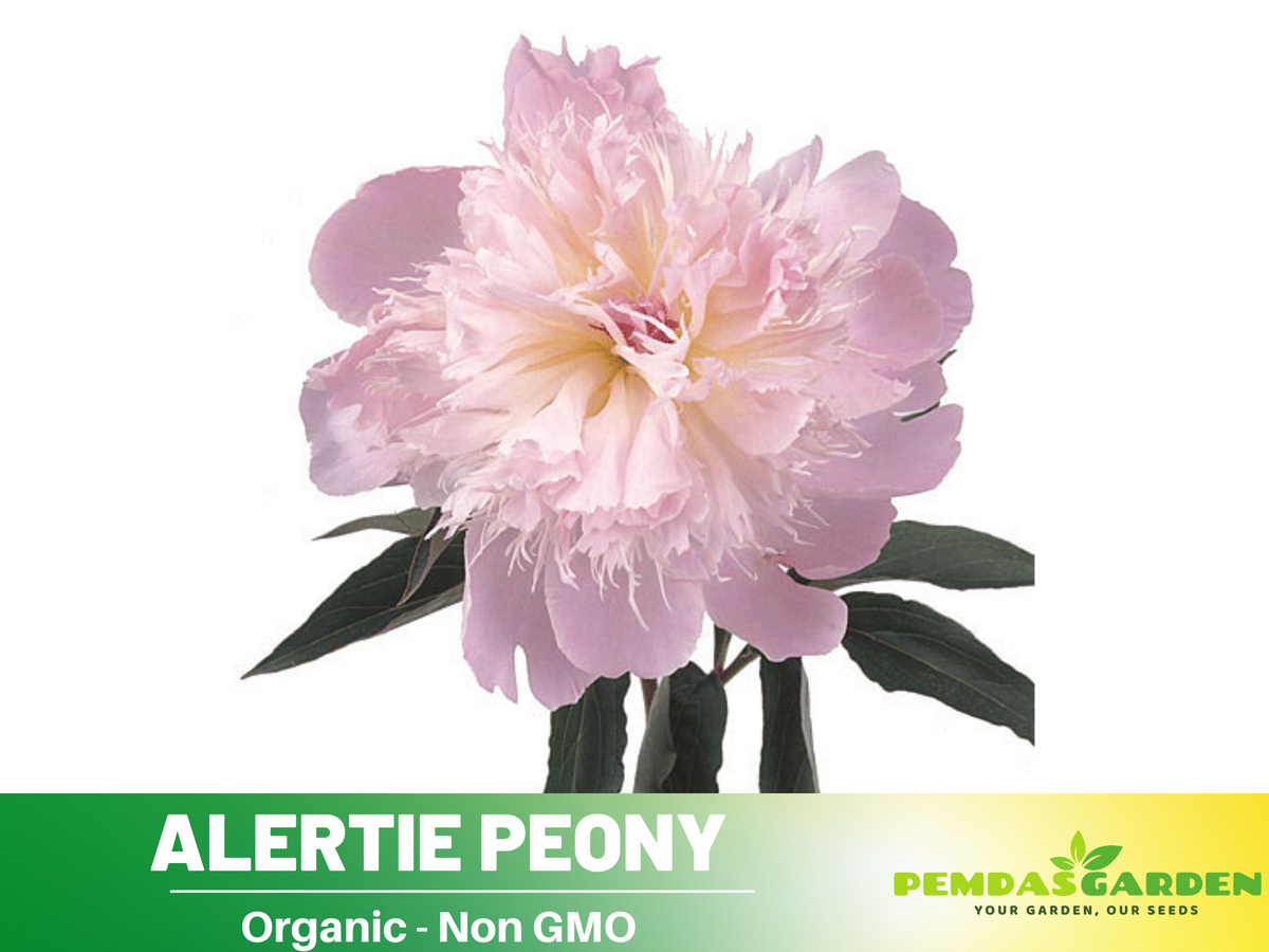 10+ Rare Seeds| Alertie Peony Seeds #B014