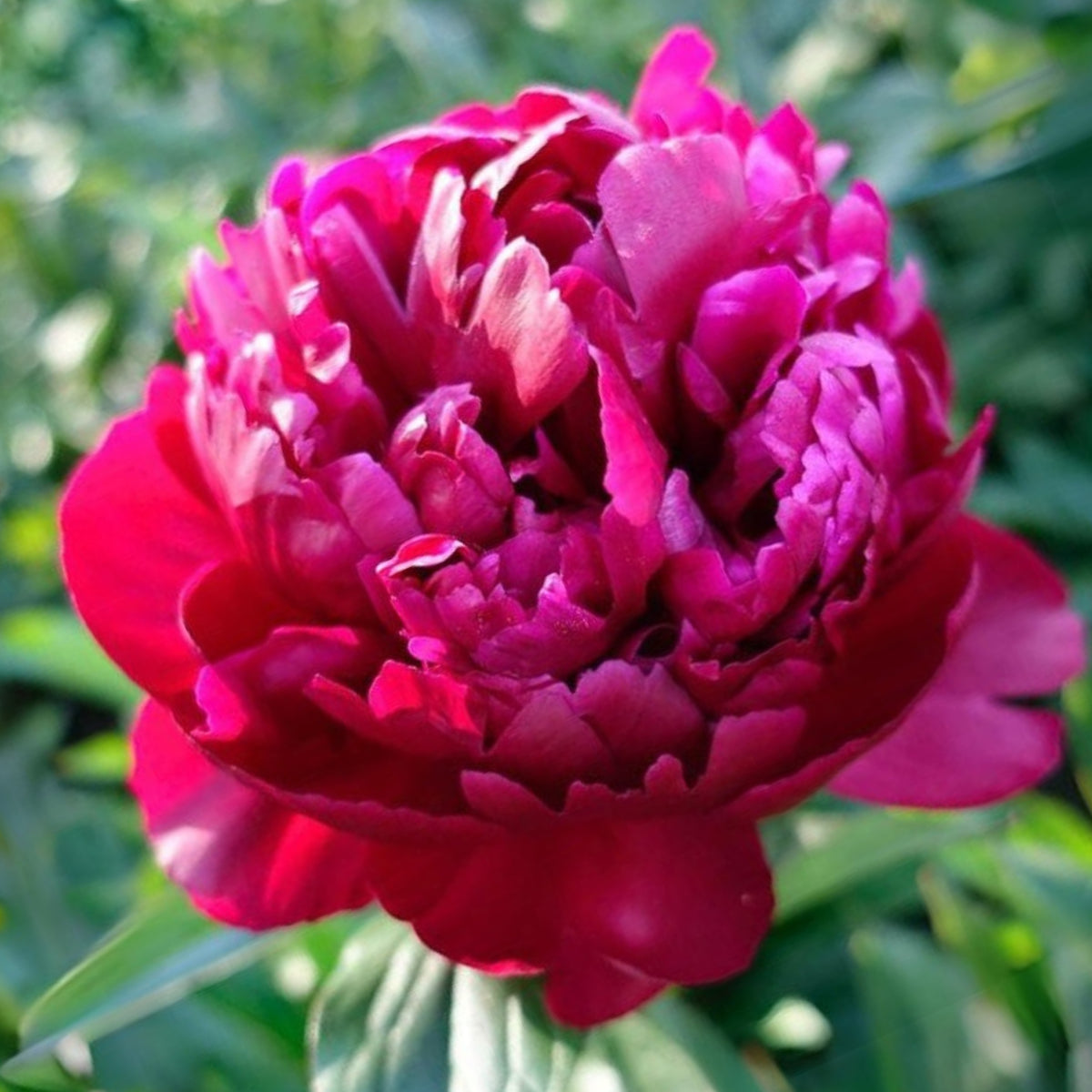 Peter Brand Peony Seeds - Chinese Peony, 10+ seeds