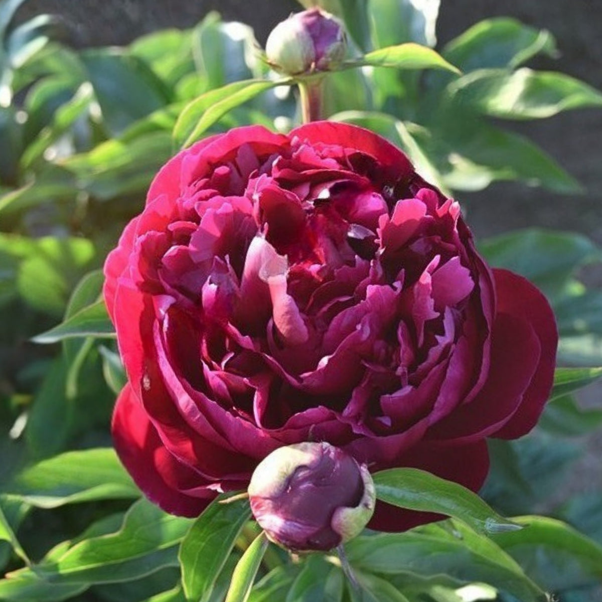 Peter Brand Peony Seeds - Chinese Peony, 10+ seeds
