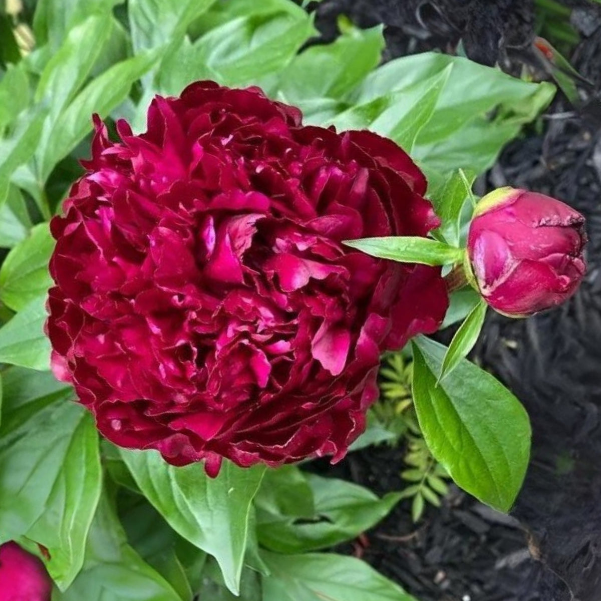 Peter Brand Peony Seeds - Chinese Peony, 10+ seeds