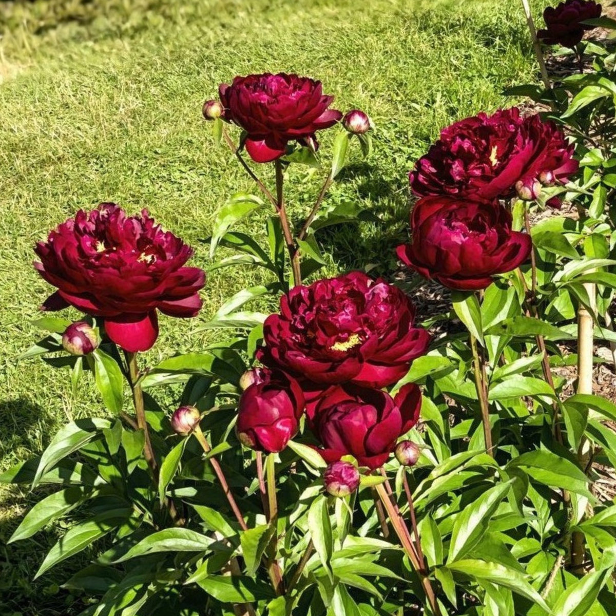 Peter Brand Peony Seeds - Chinese Peony, 10+ seeds