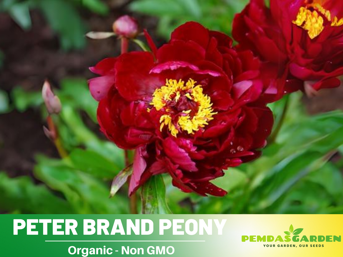 10+ Rare Seeds| Peter Brand Peony Seeds #B015