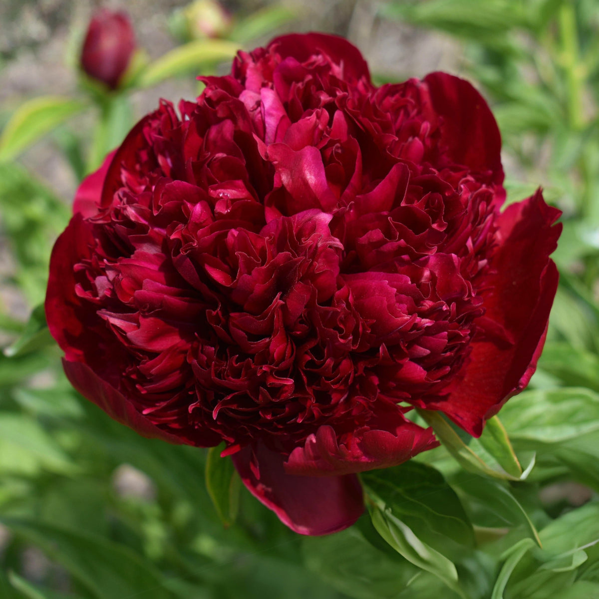 Peter Brand Peony Seeds - Chinese Peony, 10+ seeds