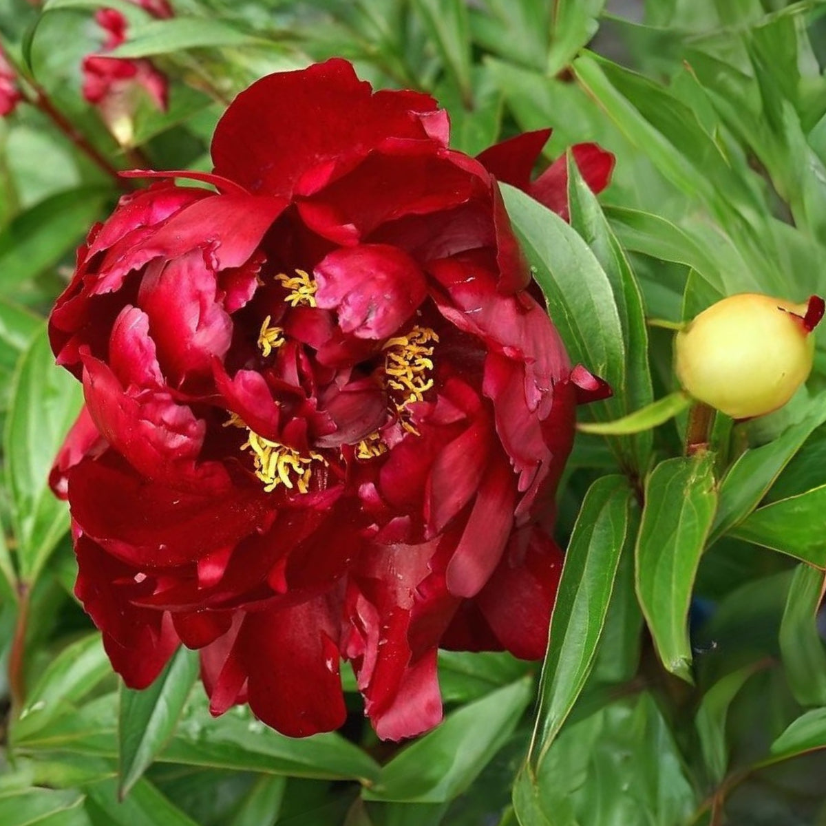 Peter Brand Peony Seeds - Chinese Peony, 10+ seeds