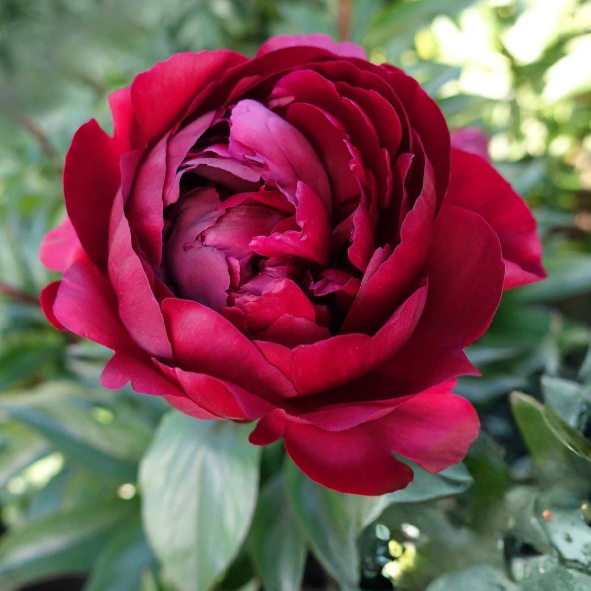 Peter Brand Peony Seeds - Chinese Peony, 10+ seeds