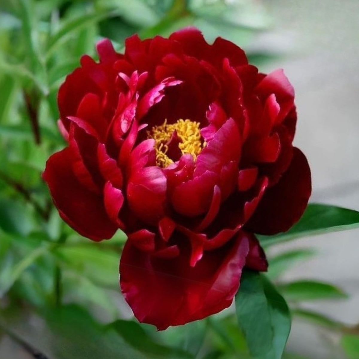 Peter Brand Peony Seeds - Chinese Peony, 10+ seeds