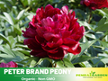 10+ Rare Seeds| Peter Brand Peony Seeds (Paeonia, Chinese Peony) – Heirloom Perennial Flower Seeds for Colorful Garden Blooms, Ornamental Landscaping & Cut Flowers #B015