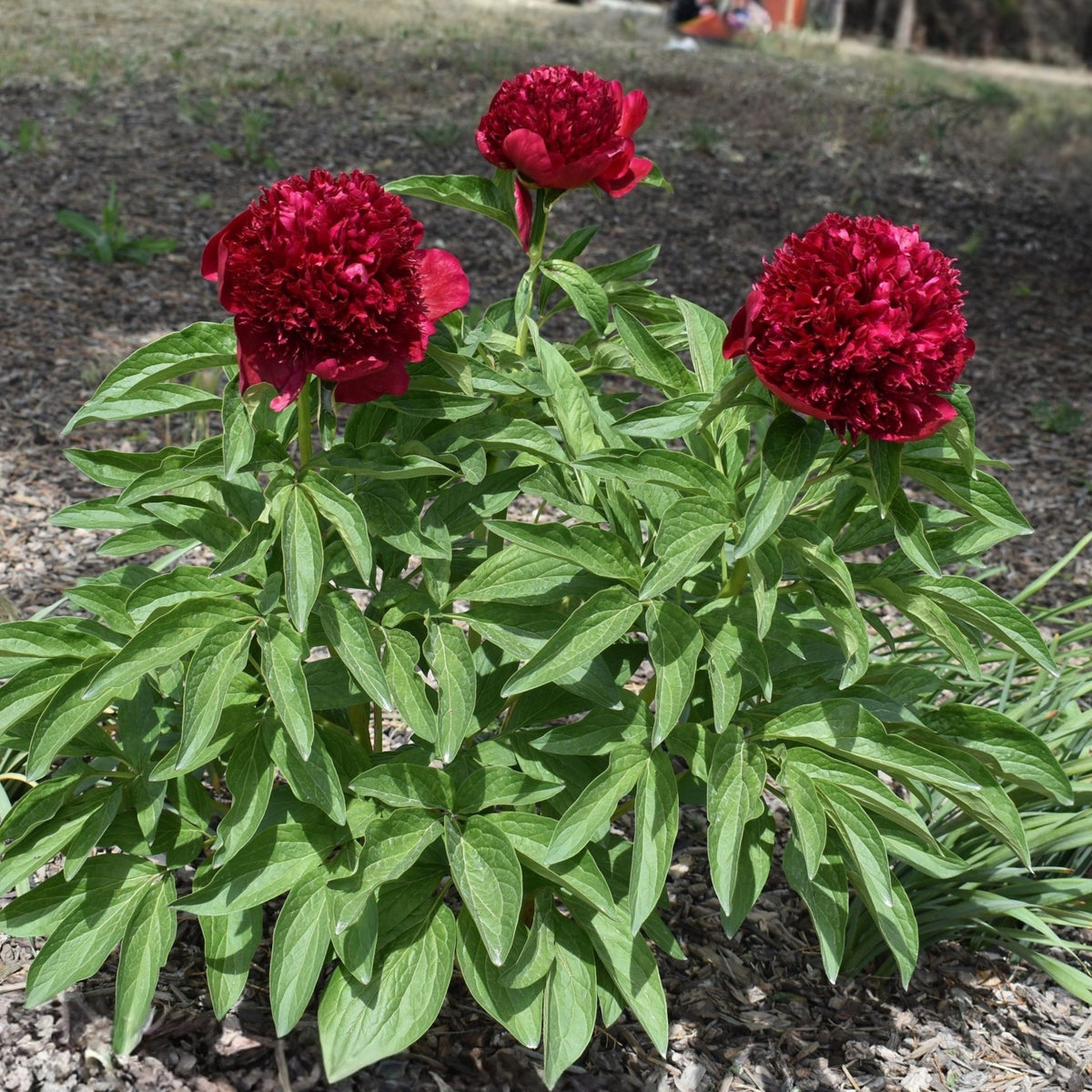 Peter Brand Peony Seeds - Chinese Peony, 10+ seeds