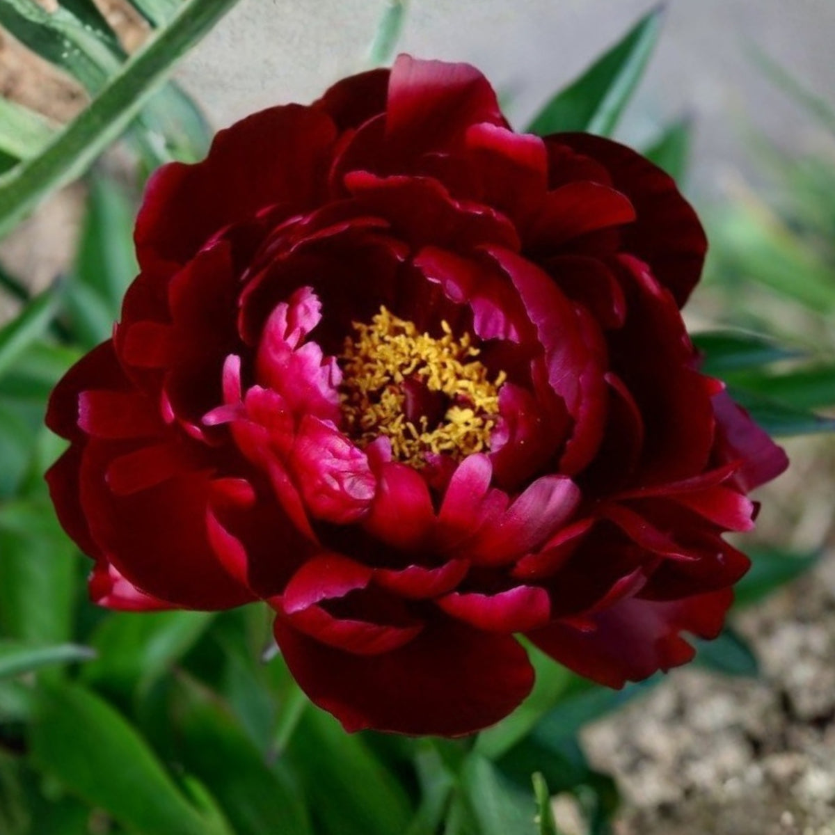 Peter Brand Peony Seeds - Chinese Peony, 10+ seeds