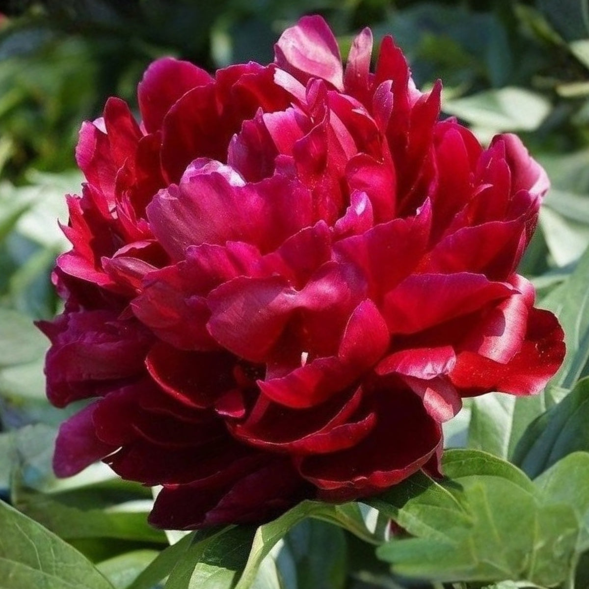Peter Brand Peony Seeds - Chinese Peony, 10+ seeds