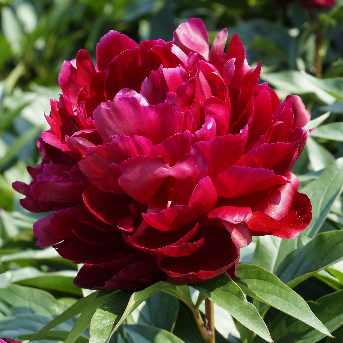 Peter Brand Peony Seeds - Chinese Peony, 10+ seeds