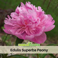 10+ Rare Seeds| Edulis Superba  Peony Seeds (Paeonia, Chinese Peony) – Double Blooms, Vibrant Garden Blooms, Romantic Perennial Blooms for Cottage Garden, Fragrant Cut Flowers, Easy to Grow#B017