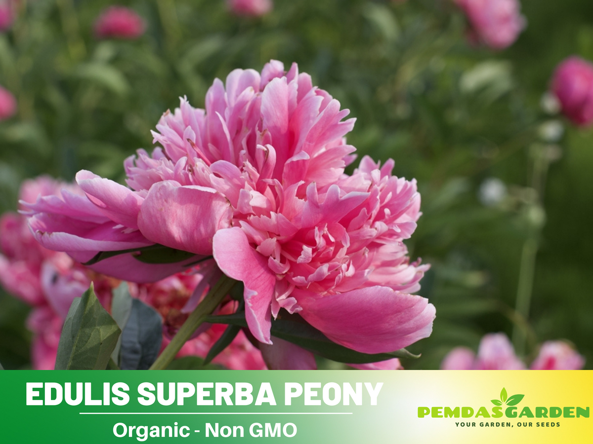 10+ Rare Seeds| Edulis Superba Peony Seeds #B017