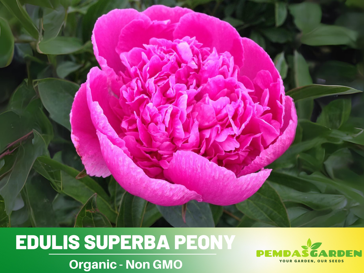 10+ Rare Seeds| Edulis Superba Peony Seeds #B017