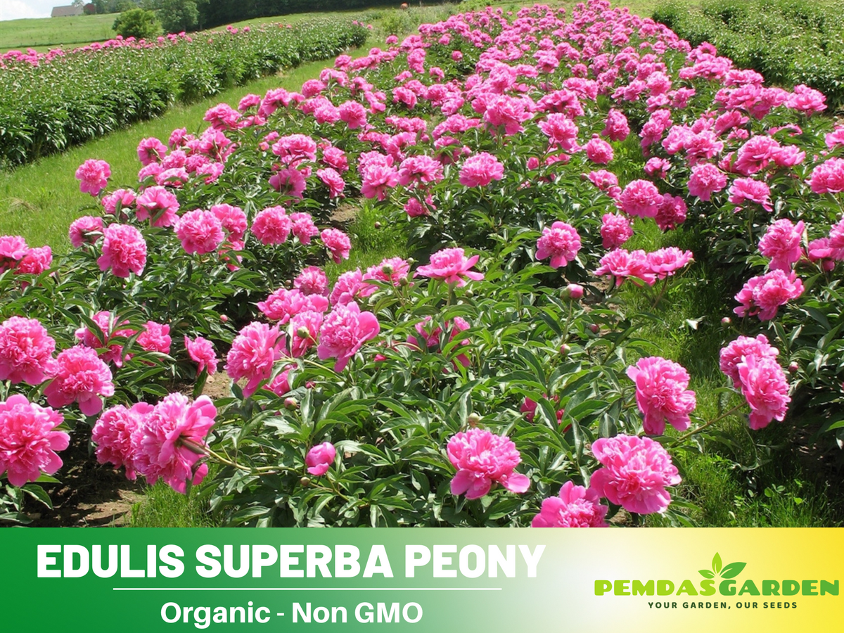 10+ Rare Seeds| Edulis Superba Peony Seeds #B017