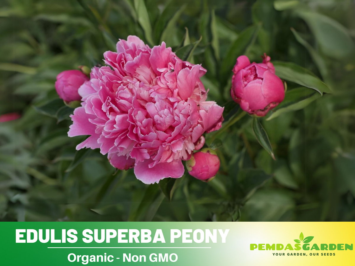 10+ Rare Seeds| Edulis Superba Peony Seeds #B017