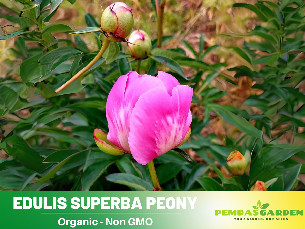 10+ Rare Seeds| Edulis Superba Peony Seeds #B017