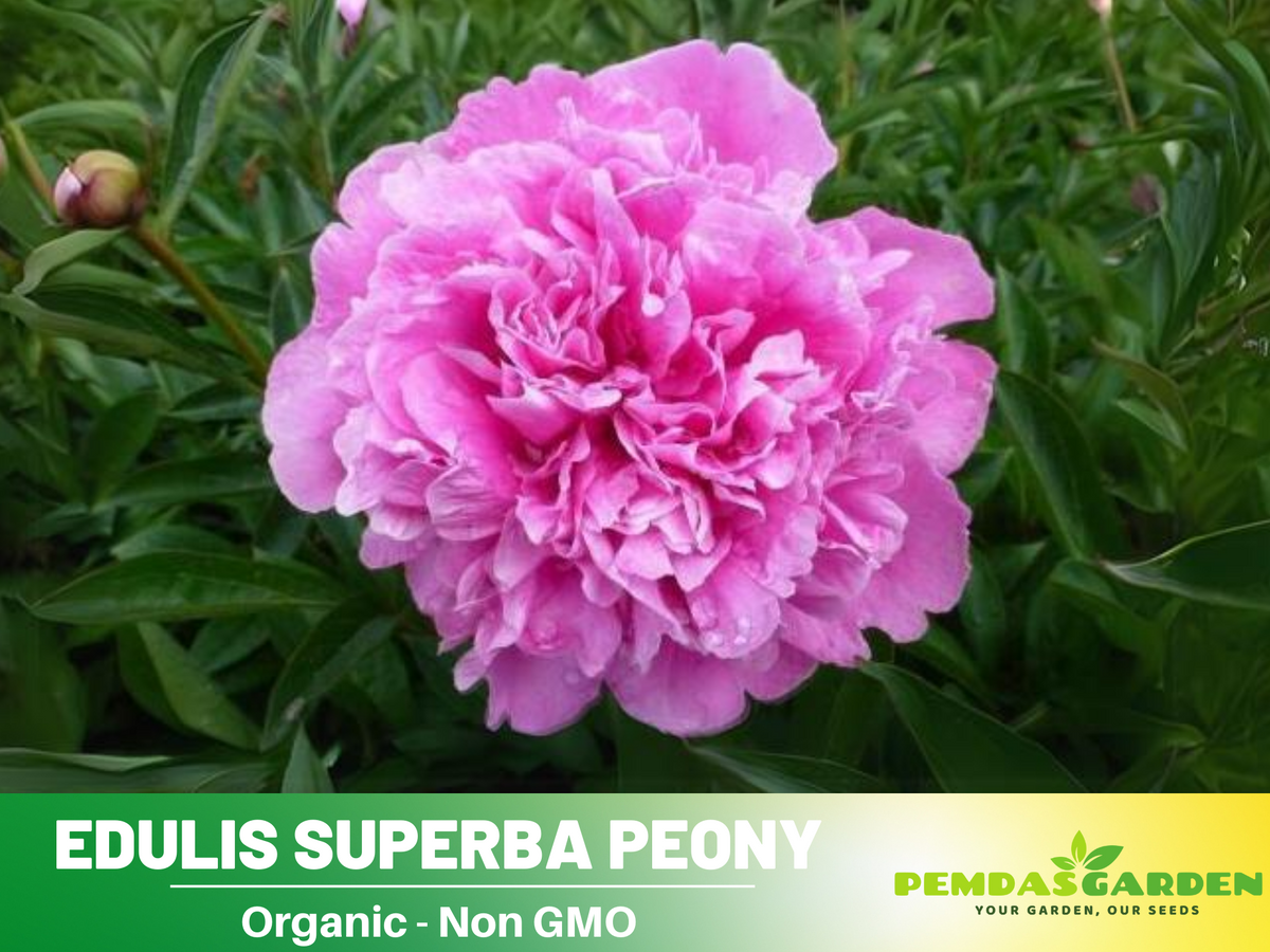 10+ Rare Seeds| Edulis Superba Peony Seeds #B017