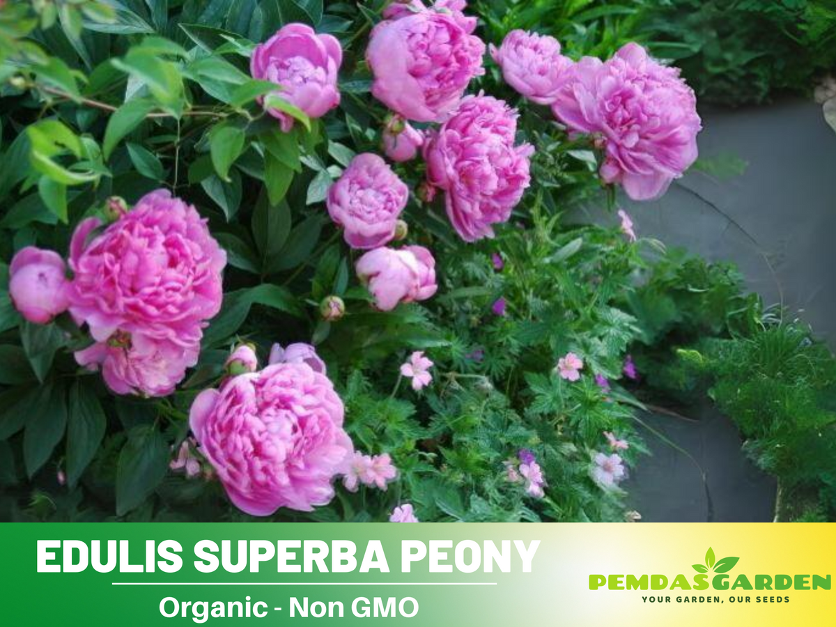 10+ Rare Seeds| Edulis Superba Peony Seeds #B017