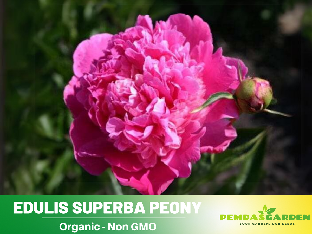 10+ Rare Seeds| Edulis Superba Peony Seeds #B017