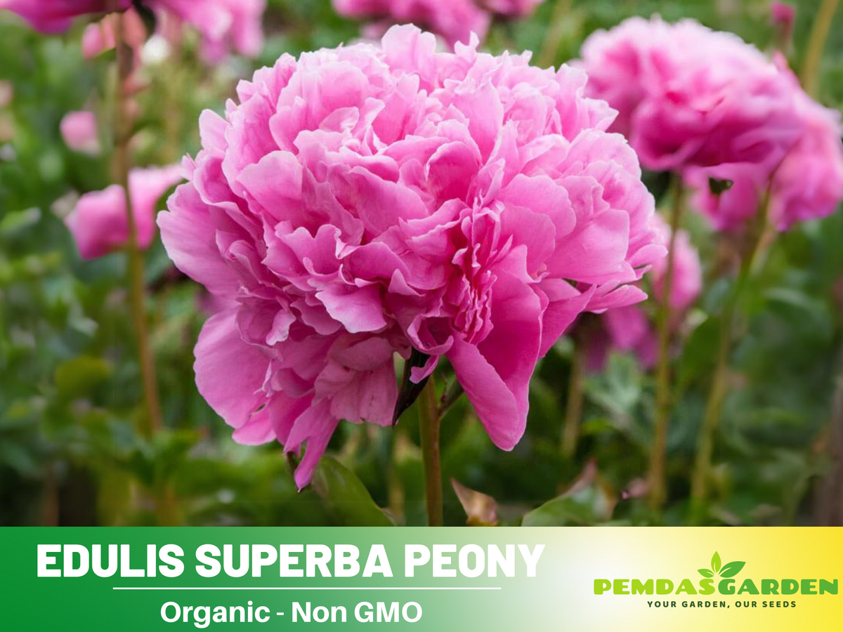 10+ Rare Seeds| Edulis Superba Peony Seeds #B017