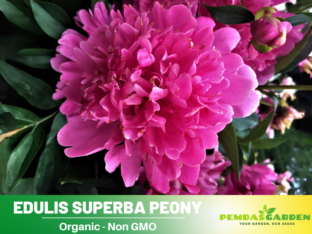 10+ Rare Seeds| Edulis Superba Peony Seeds #B017