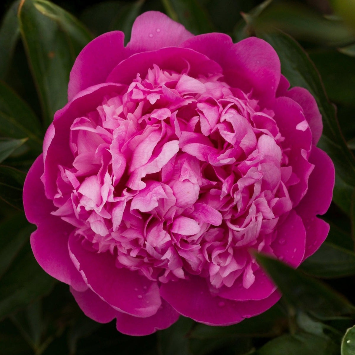 Edulis Superba Peony Seeds - Chinese Peony, Double Blooms, 10+ seeds