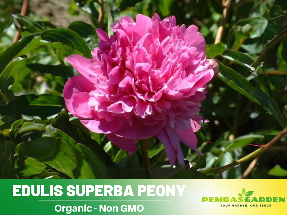 10+ Rare Seeds| Edulis Superba Peony Seeds #B017