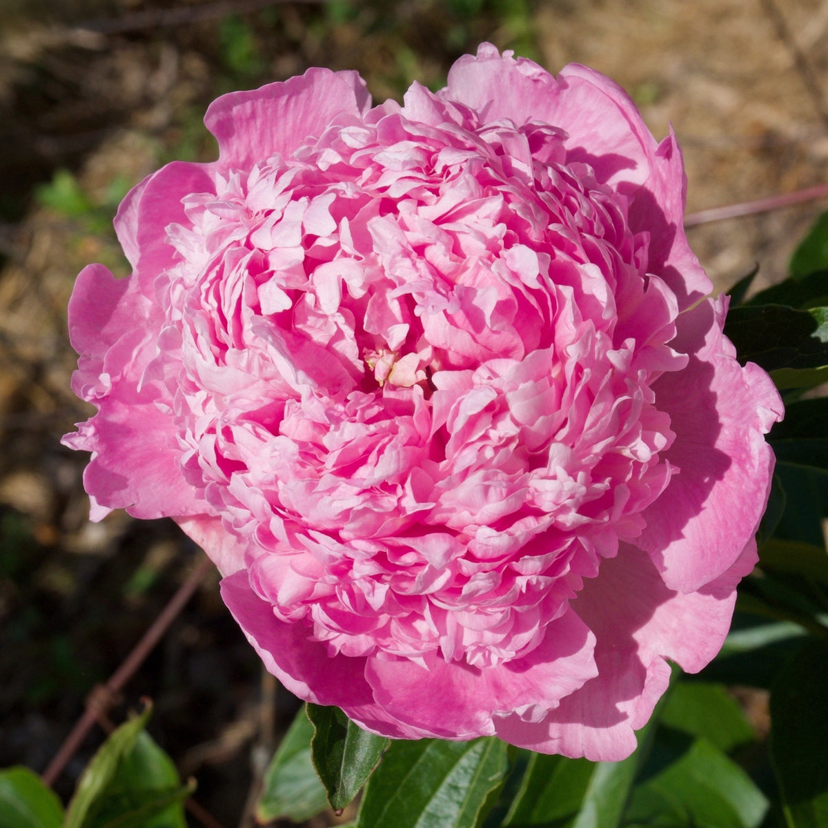 Edulis Superba Peony Seeds - Chinese Peony, Double Blooms, 10+ seeds