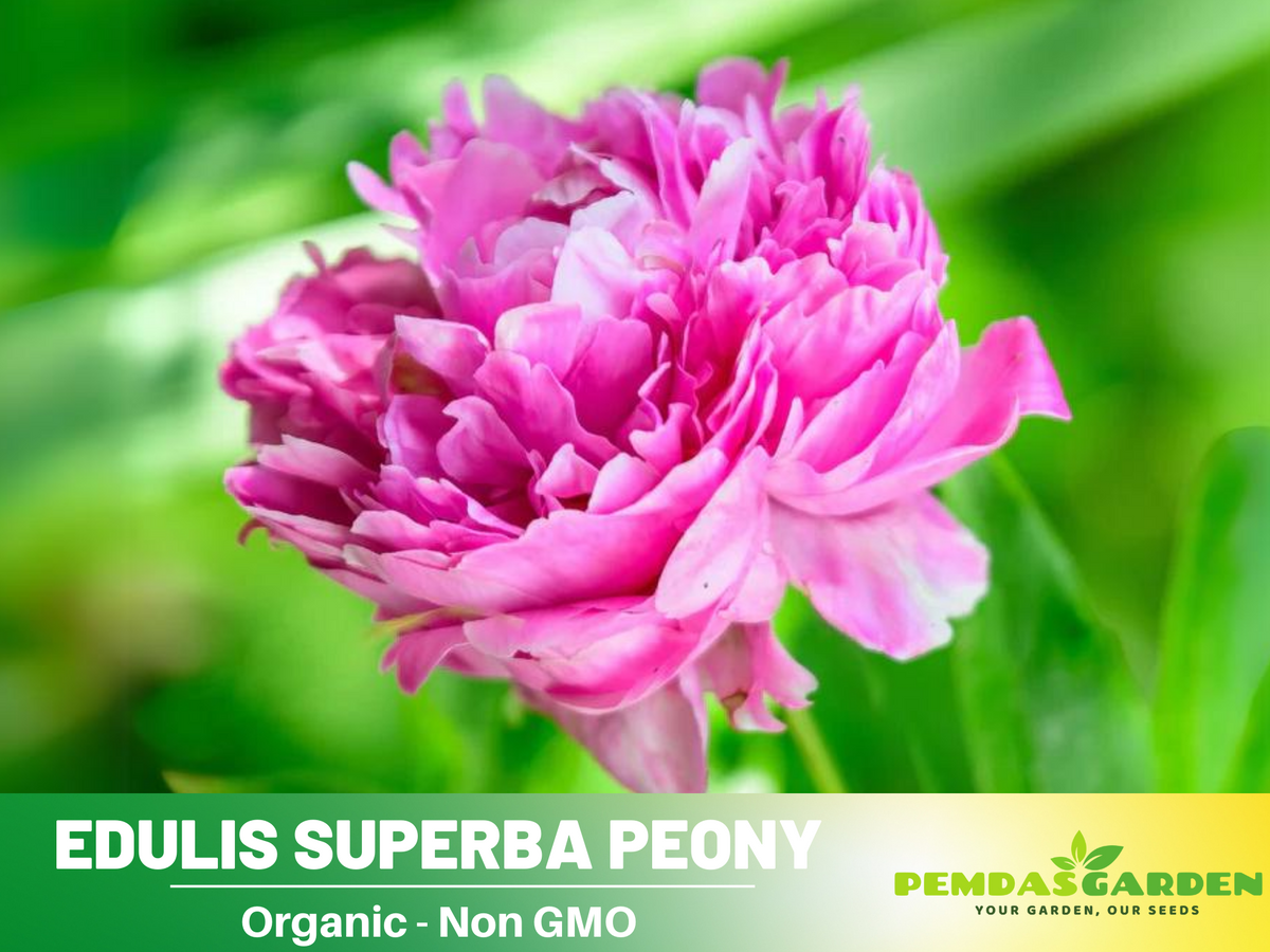 10+ Rare Seeds| Edulis Superba Peony Seeds #B017