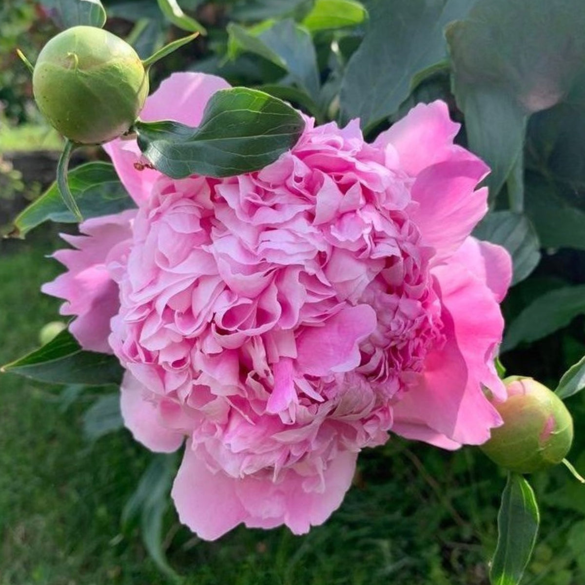 Edulis Superba Peony Seeds - Chinese Peony, Double Blooms, 10+ seeds