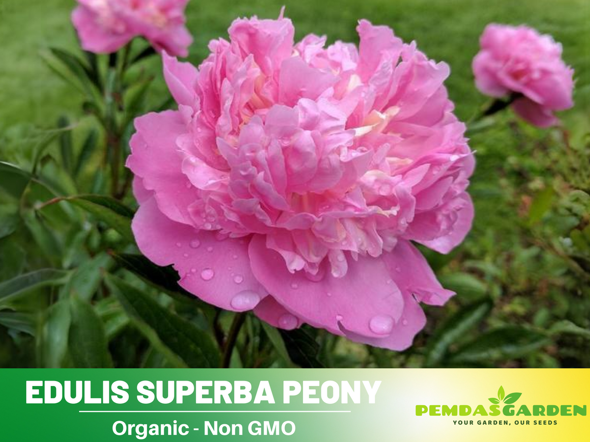 10+ Rare Seeds| Edulis Superba Peony Seeds #B017