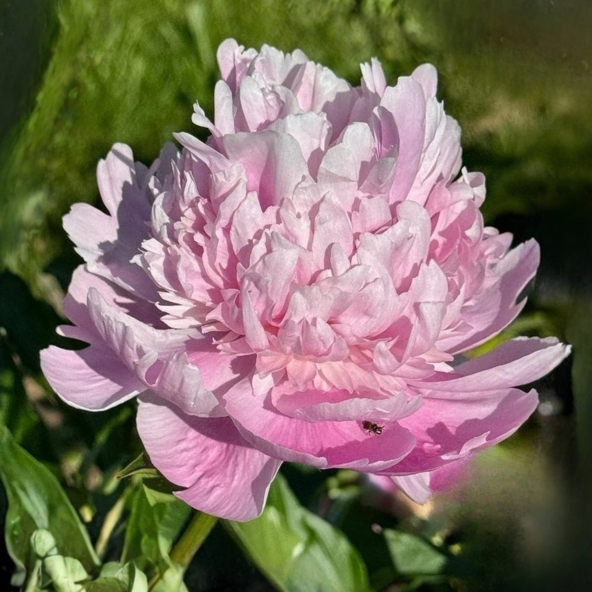 Edulis Superba Peony Seeds - Chinese Peony, Double Blooms, 10+ seeds