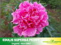 10+ Rare Seeds| Edulis Superba  Peony Seeds (Paeonia, Chinese Peony) – Double Blooms, Vibrant Garden Blooms, Romantic Perennial Blooms for Cottage Garden, Fragrant Cut Flowers, Easy to Grow#B017