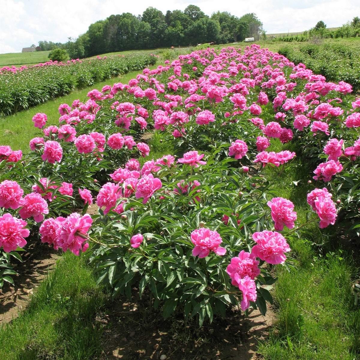 Edulis Superba Peony Seeds - Chinese Peony, Double Blooms, 10+ seeds
