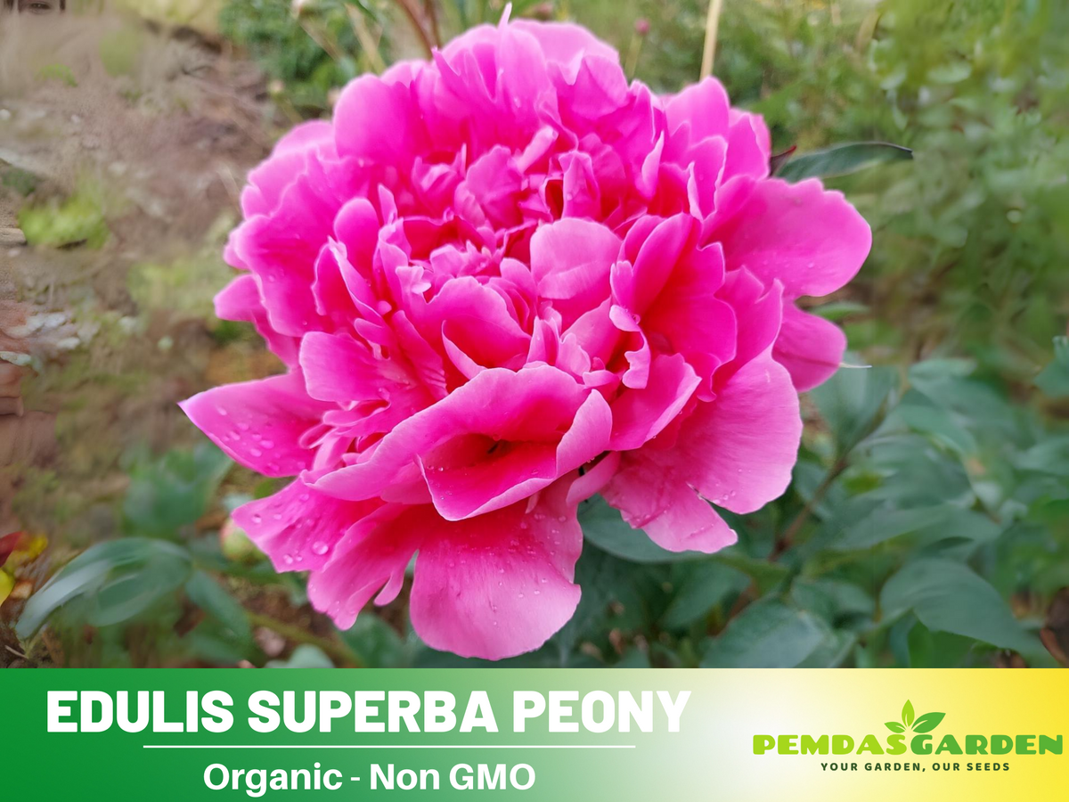 10+ Rare Seeds| Edulis Superba Peony Seeds #B017