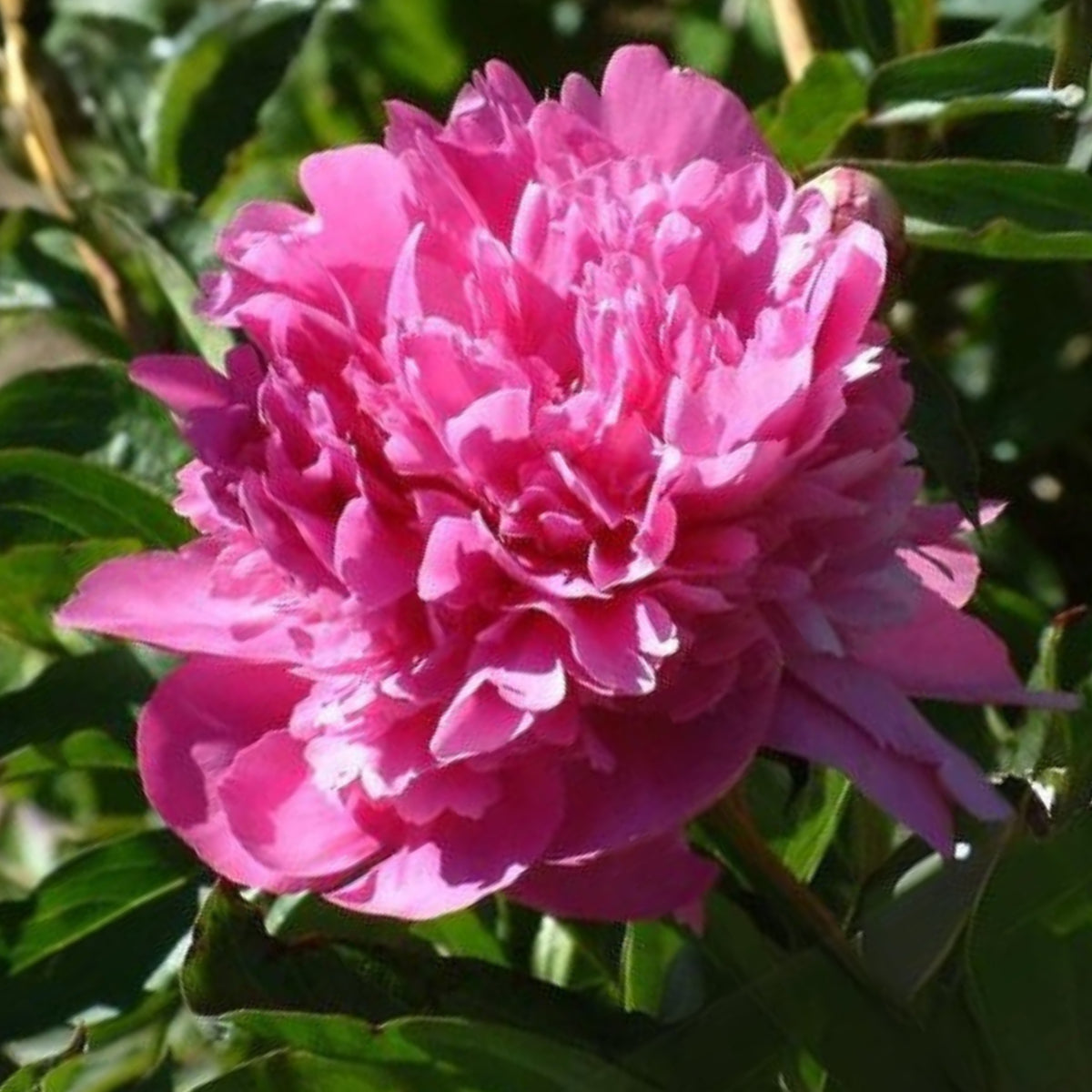 Edulis Superba Peony Seeds - Chinese Peony, Double Blooms, 10+ seeds